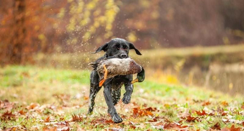 can-dogs-eat-duck-featured-image-9719878