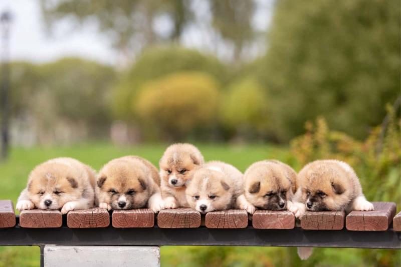 cute-japanese-akita-puppies-walking-outdoor-at-park-6728463