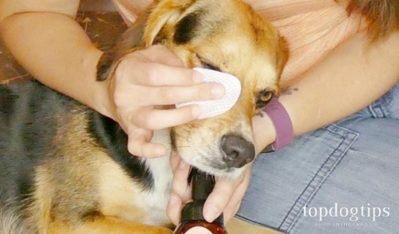 how-to-clean-dogs-eyes-6015846