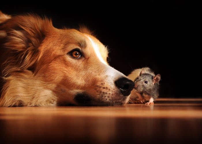 should-you-be-concerned-if-your-pet-eats-a-rat-or-mouse_-2621480