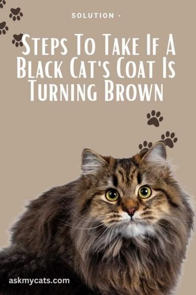 solution-steps-to-take-if-a-black-cats-coat-is-turning-brown-683x1024-6394326