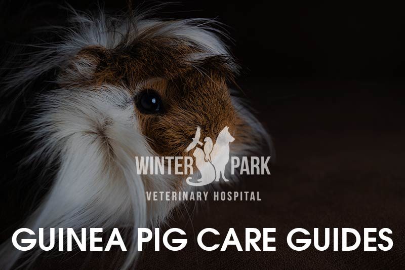 guinea-pig-care-guides-5827531