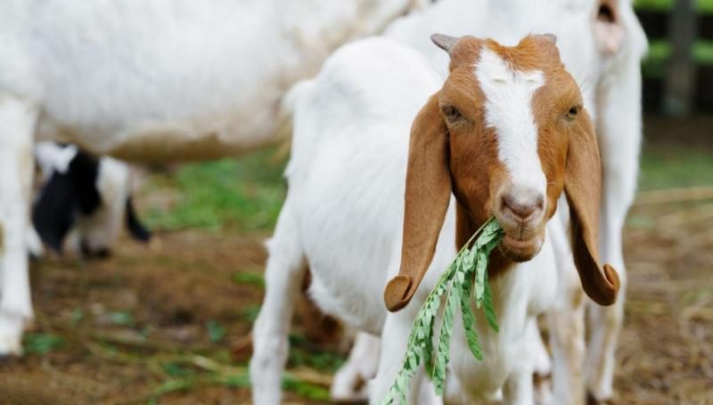 what-can-baby-goats-eat-featured-image-9993266