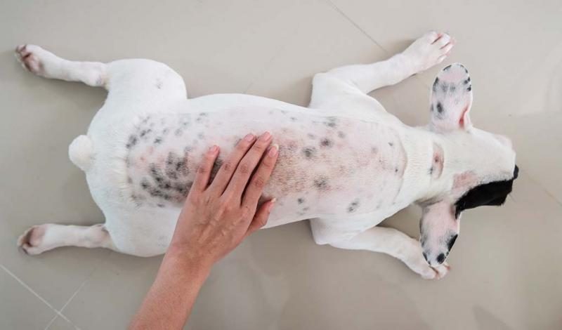 9-common-dog-skin-problems-with-pictures-prevention-and-treatment-4231056