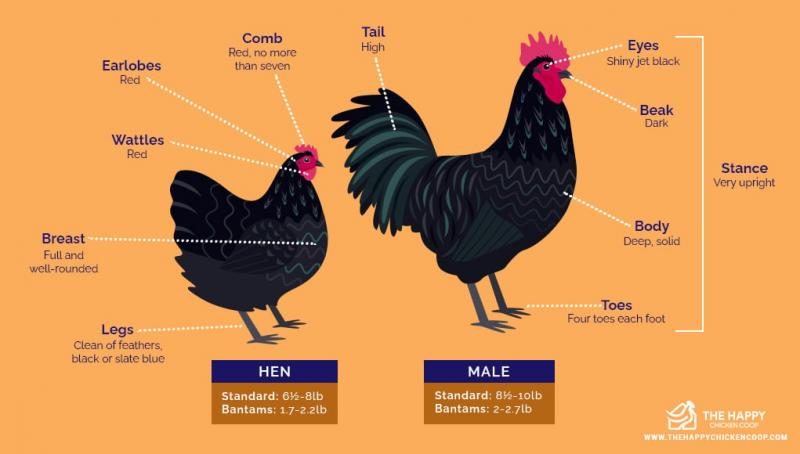 australorp-chickens-breed-standard-5013241