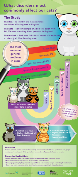 cat-common-illness-2015-4402000