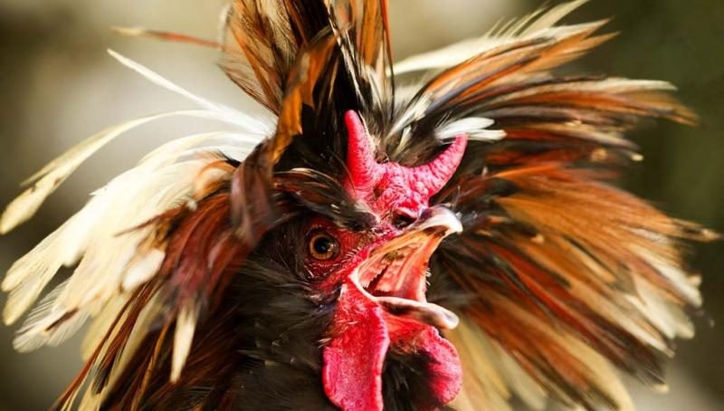 chicken-noises-how-to-understand-what-they-mean-7908919