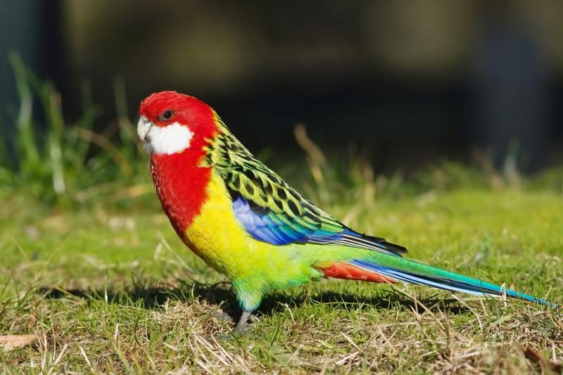eastern-rosella-parrot-scaled-8649441