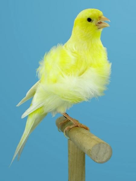 frilled-canary-bird-2720618