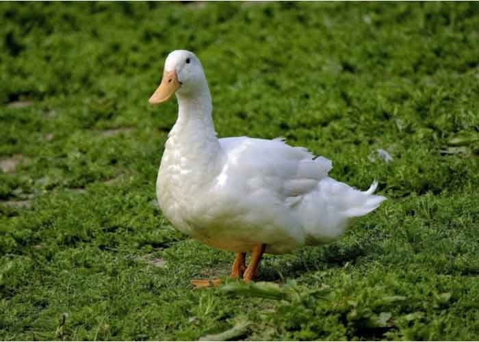ayesbury-meat-duck-breed-4072180