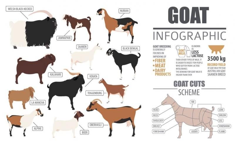 goat-breeds-chart-9116009