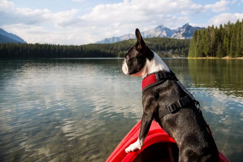 kayaking-with-dogs-main-8287298