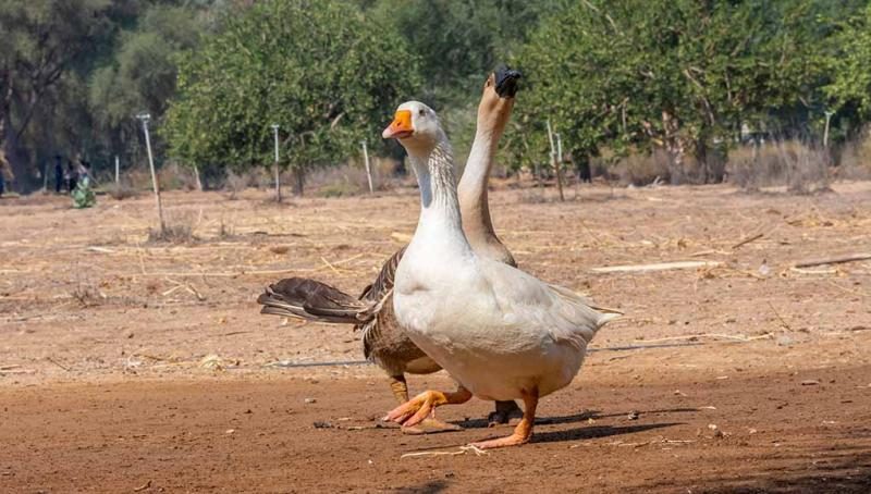 biggest-duck-breeds-9225221