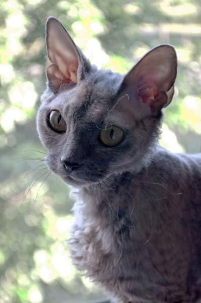 devon_rex_cassini-3684296