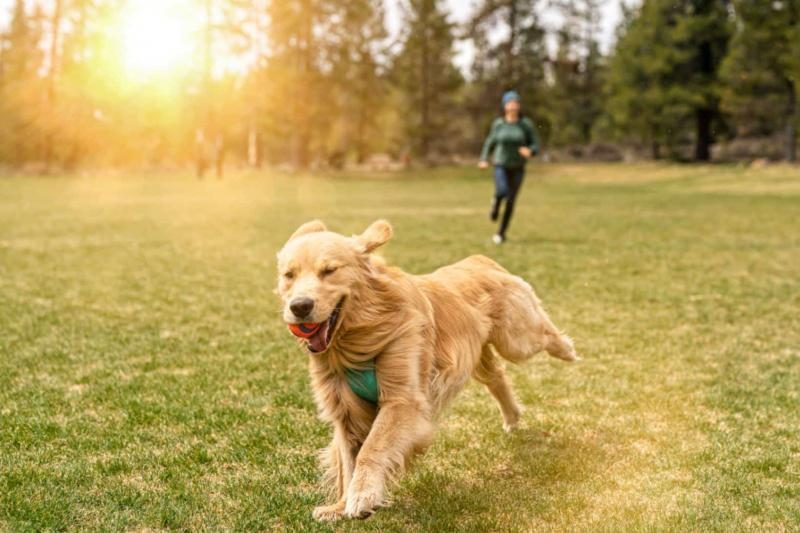 health-benefits-of-walks-with-your-dog-1817966