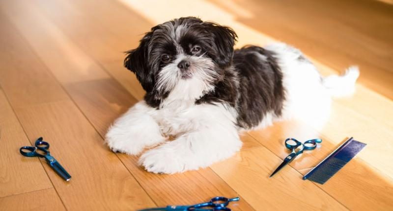 how-to-groom-a-shih-tzu-at-home-featured-image-6695853