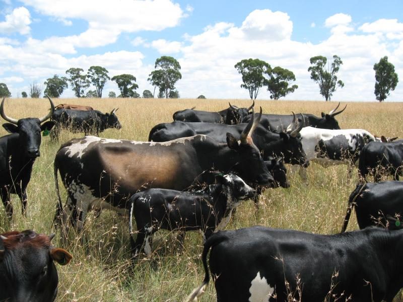 nguni_cattle-3225638