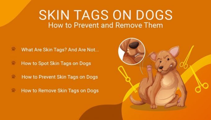 skin-tags-on-dogs-how-to-prevent-and-remove-them-681x387-1514516