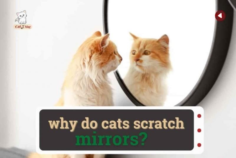 why-do-cats-scratch-mirrors-1024x683-3671866