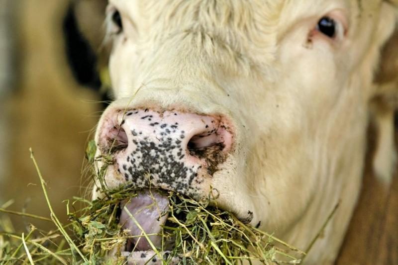 cow_eating_alfalfa_closeup-thinkstock-rgb-2180361