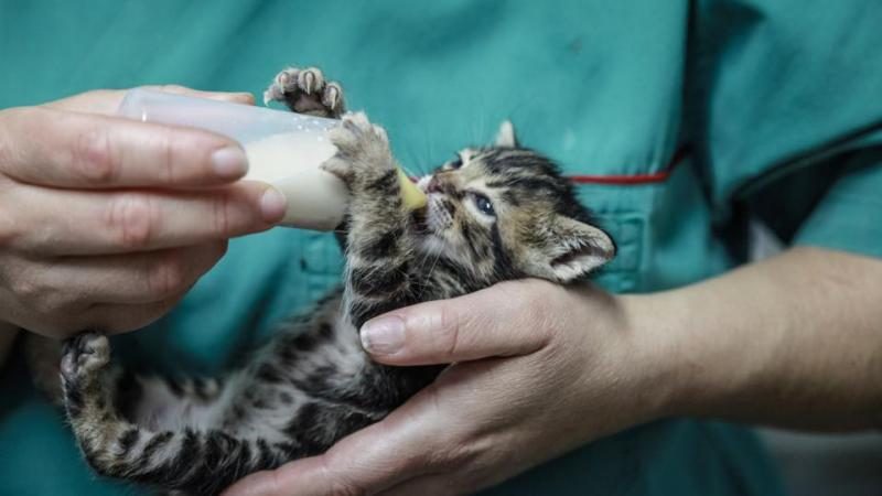 kitten-vaccination-schedule-jpeg-lifestyle-3727372