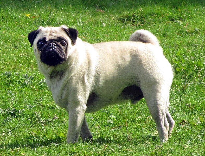 788px-fawn_pug_2-5year-old-9318460