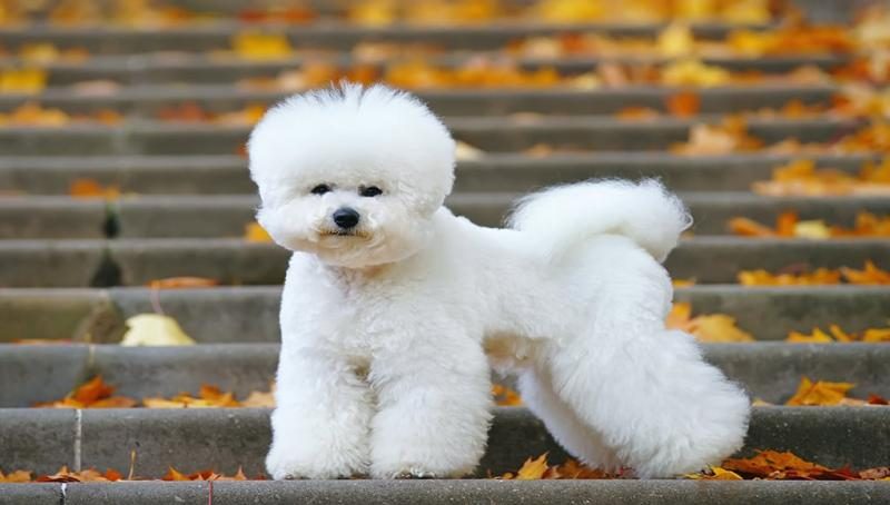 bichon-frise-dog-breed-3429323