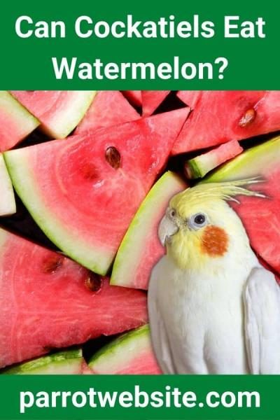 can-cockatiels-eat-watermelon-2265615