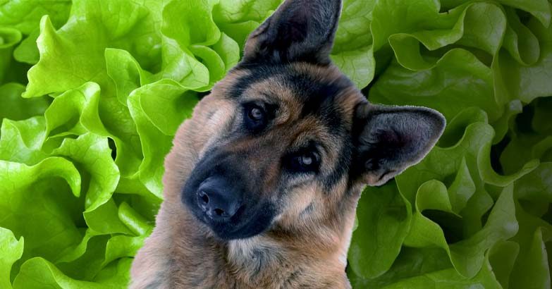 can-dogs-eat-lettuce-1-4326790