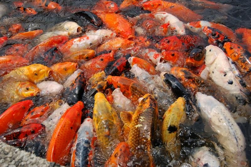 koi_feeding2c_national_arboretum-3201650