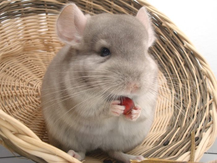 strawberries-for-chinchillas-700x525-7943504