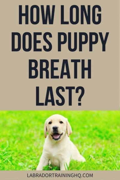 puppy-breath-780x1170-7044435
