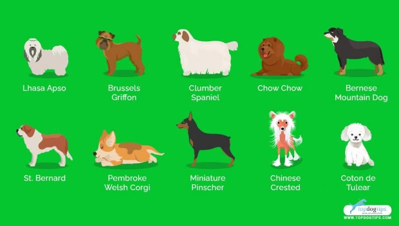 30-most-lazy-dog-breeds-infographic-3-2282313