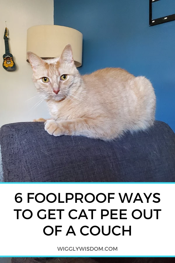 6-foolproof-ways-to-get-cat-pee-out-of-a-couch-2740917