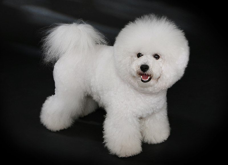 800px-bichon_frisc3a9_-_studdogbichon-4044388