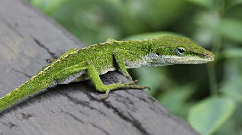 anole_lizard_hilo_hawaii_edit-9805808