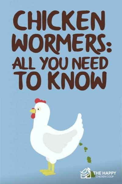 chicken-wormers-all-you-need-to-know-683x1024-1170759
