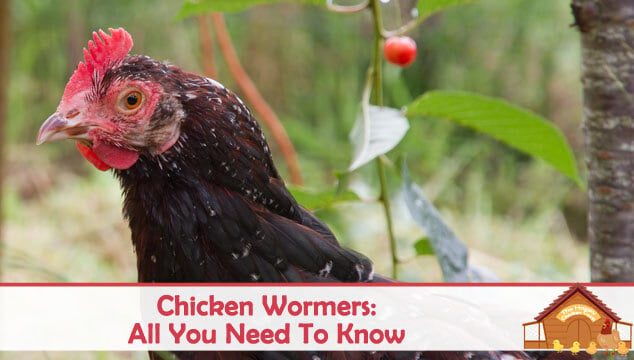 chicken-wormers-all-you-need-to-know-blog-cover-3308821