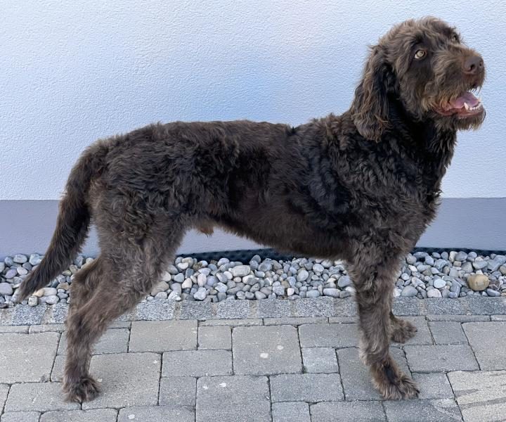 labradoodle-brown-male-sideface-1444156