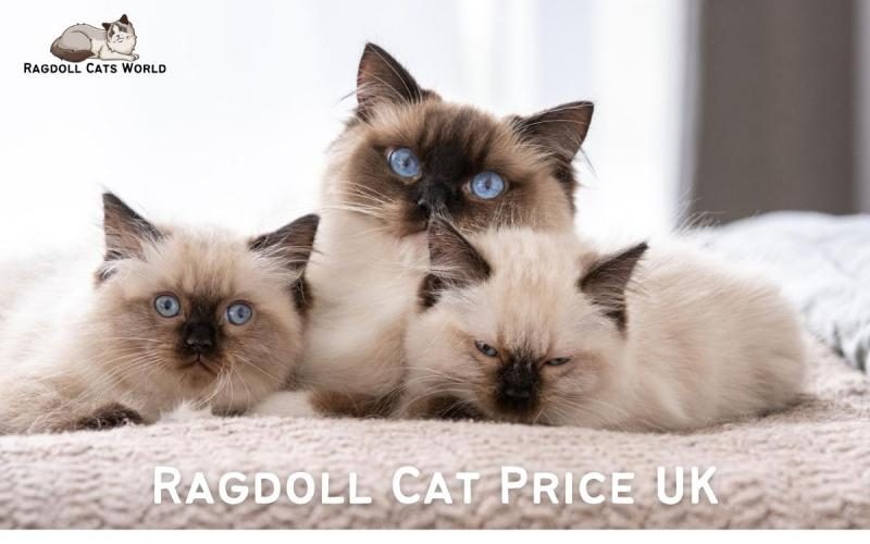 ragdoll-cat-price-uk-2643124