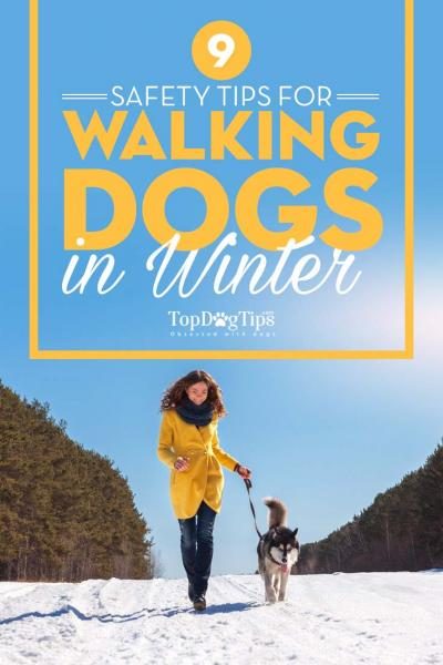 safety-tips-for-walking-dogs-in-winter-9203363