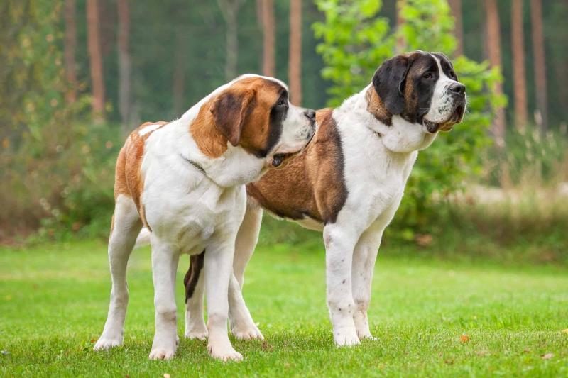 two-saint-bernards-in-varying-colors-3862260