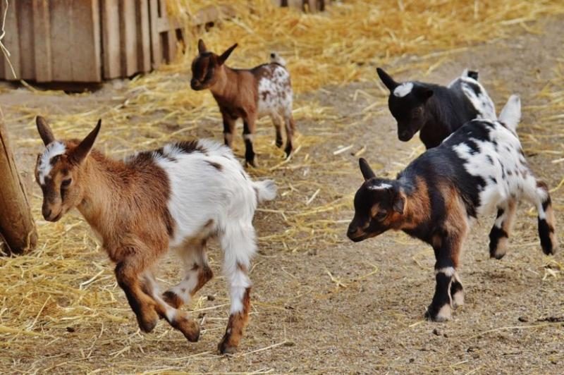 farm-young-goats-kids-running-playing-pxhere-co0-825x549-5474031