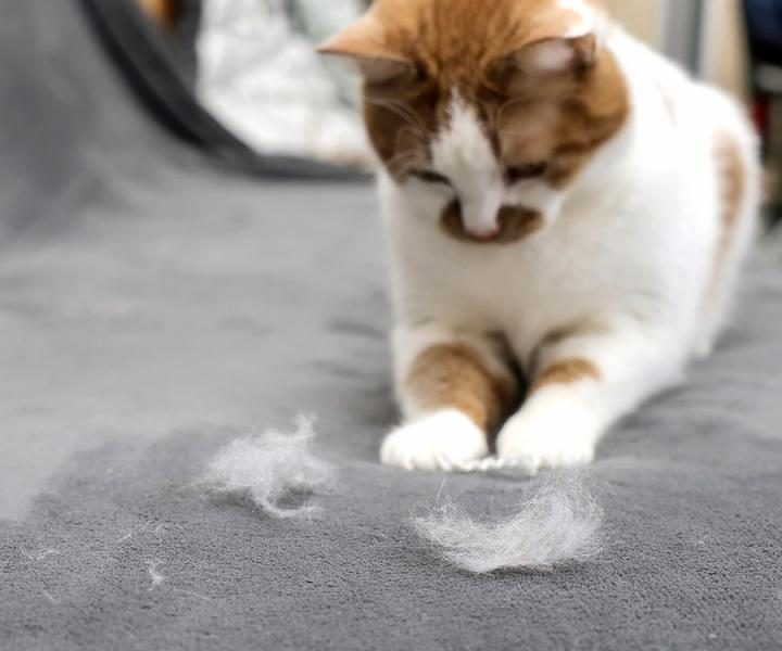 how-to-deal-with-cat-shedding-1-9942486