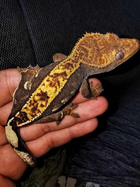 1024px-crested_gecko_juvenile-8448184