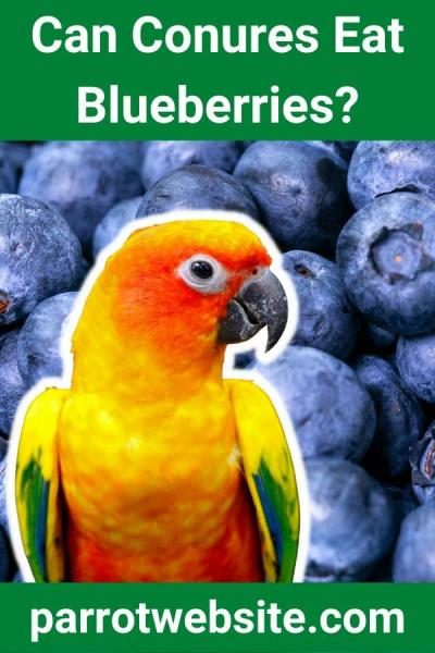 can-conures-eat-blueberries-7269446