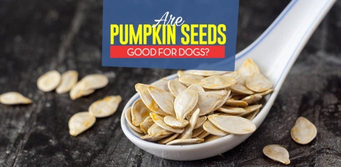 can-our-dogs-eat-pumpkin-seeds-681x334-3806771