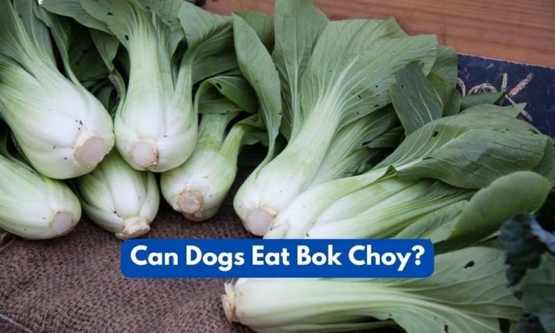 can-dogs-eat-bok-choy-6584143
