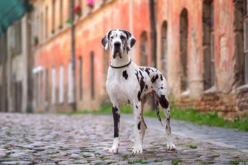 great-dane-colors-markings-and-patterns-1200x800-5644013