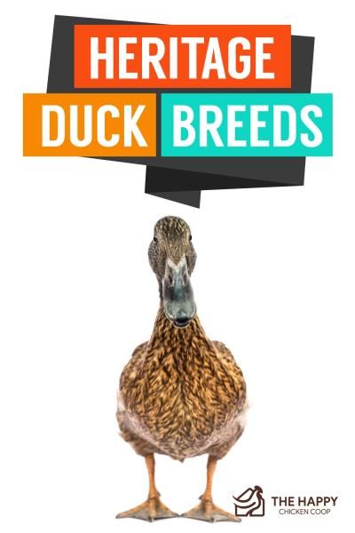 heritage-duck-breeds-1-1277937
